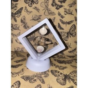 Spade Fish‎ taxidermy oddities Seashell  Black Floating Frame Stand Decor